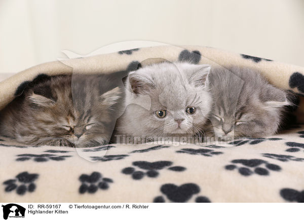 Highlander Kitten / RR-59167