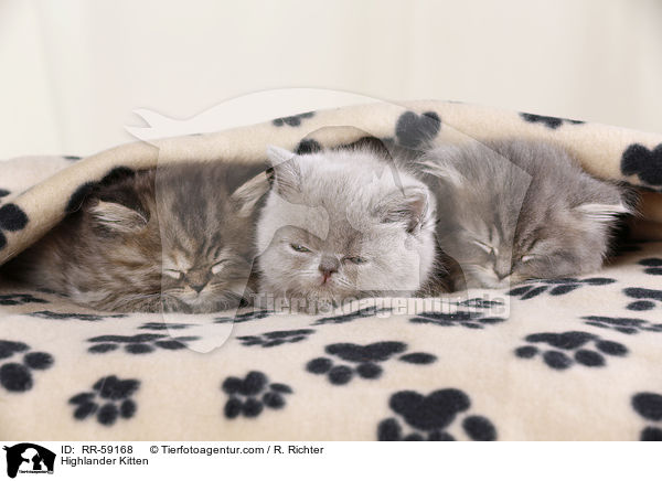 Highlander Kitten / RR-59168