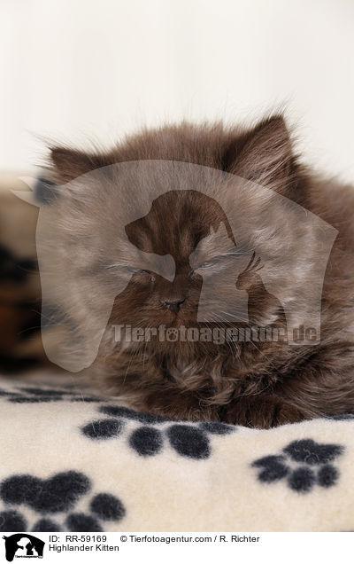 Highlander Kitten / RR-59169