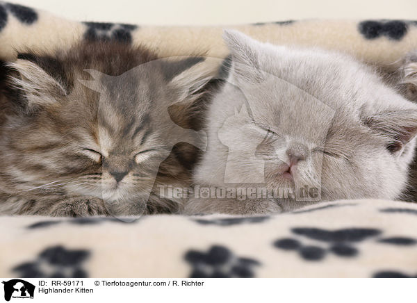 Highlander Kitten / RR-59171