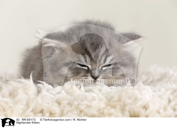 Highlander Kitten / RR-59173