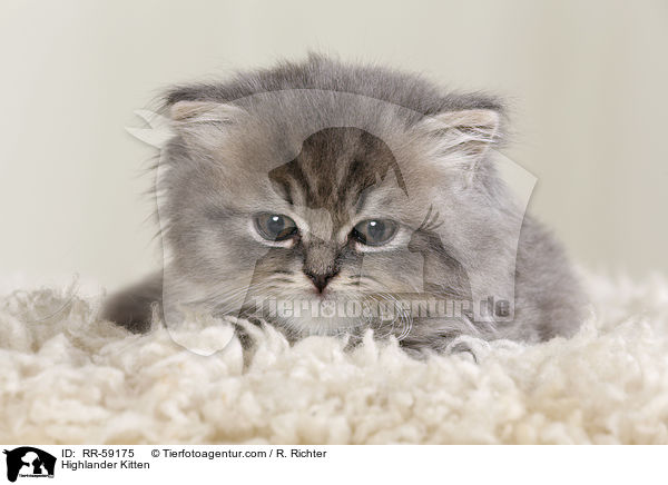 Highlander Kitten / RR-59175