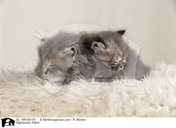 Highlander Kitten / RR-59176