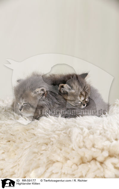 Highlander Kitten / RR-59177