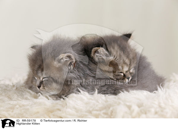 Highlander Kitten / RR-59178