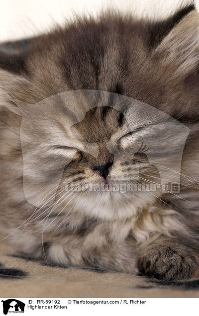 Highlander Kitten / RR-59192