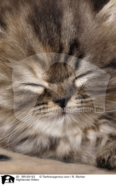 Highlander Kitten / RR-59193
