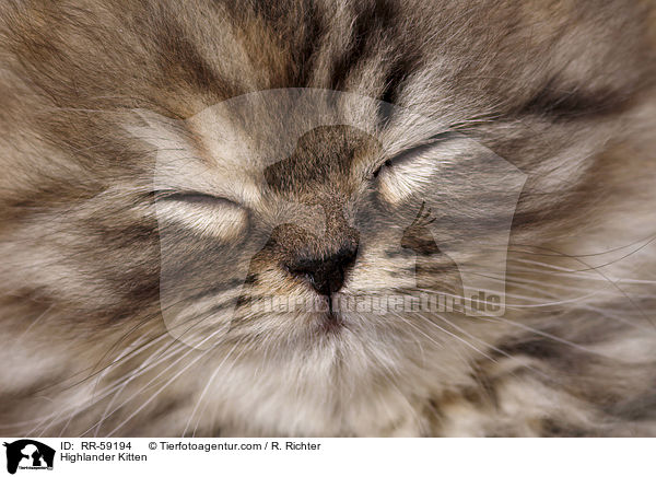 Highlander Kitten / RR-59194