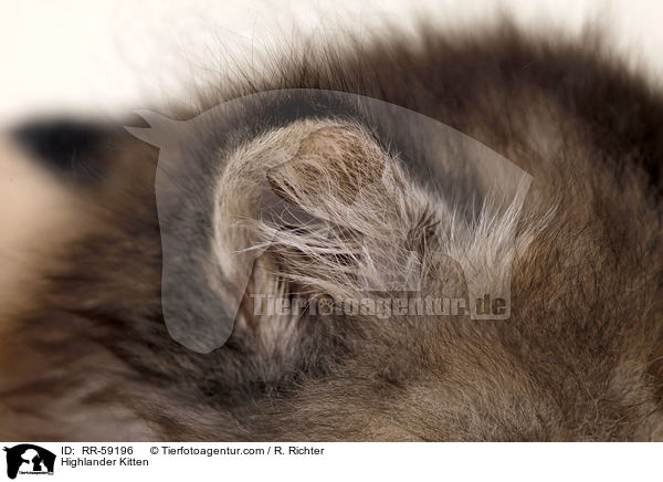 Highlander Kitten / RR-59196