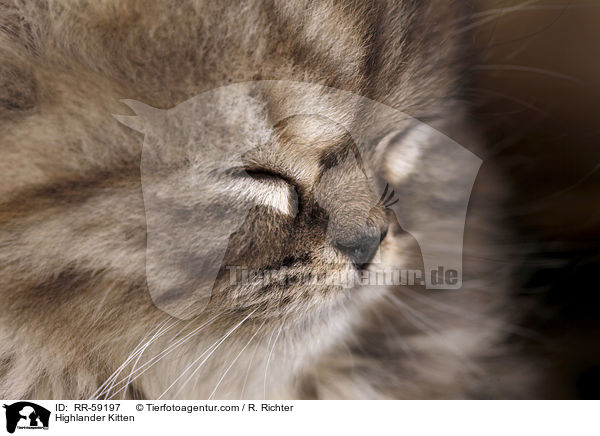 Highlander Kitten / RR-59197