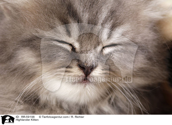 Highlander Kitten / RR-59198