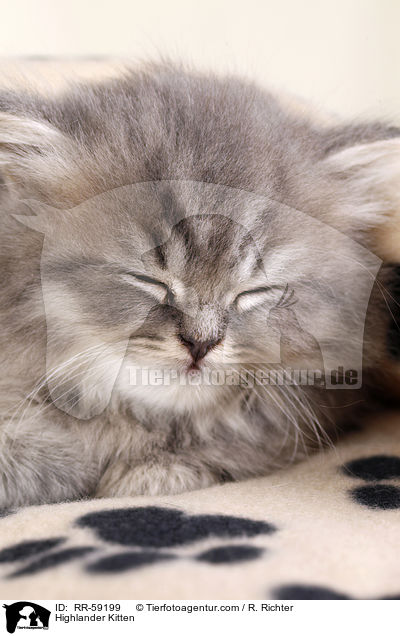 Highlander Kitten / RR-59199