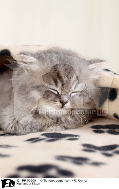 Highlander Kitten / RR-59200