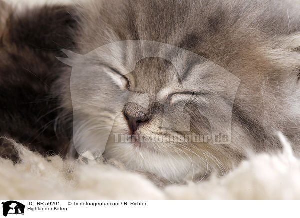 Highlander Kitten / RR-59201