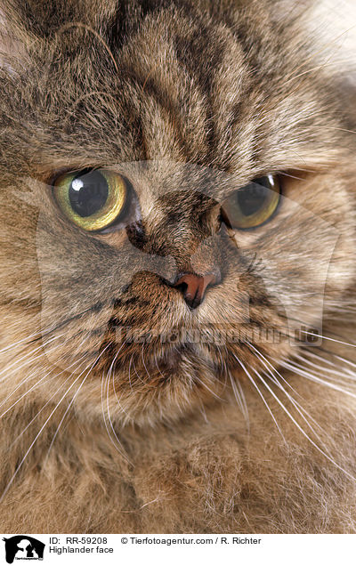 Highlander face / RR-59208