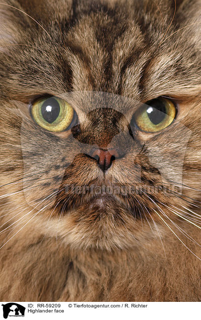 Highlander face / RR-59209
