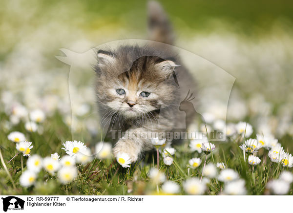Highlander Kitten / RR-59777