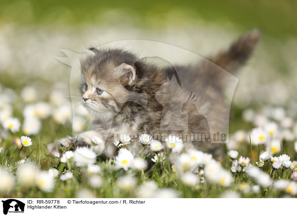 Highlander Kitten / RR-59778
