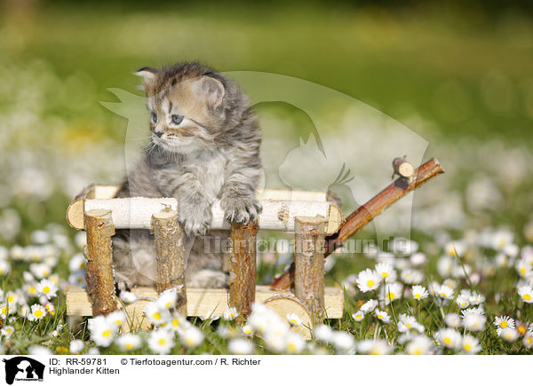 Highlander Kitten / RR-59781