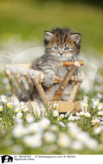 Highlander Kitten / RR-59787