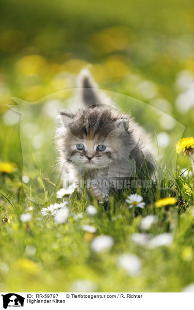 Highlander Kitten / RR-59797