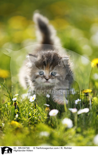 Highlander Kitten / RR-59798