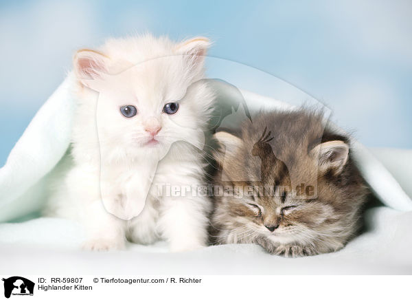 Highlander Kitten / RR-59807