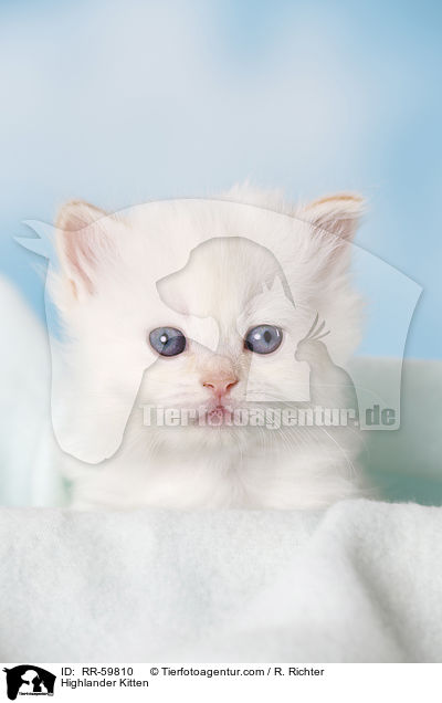 Highlander Kitten / RR-59810