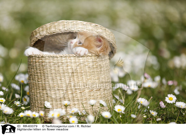 Highlander kitten on flower meadow / RR-60079