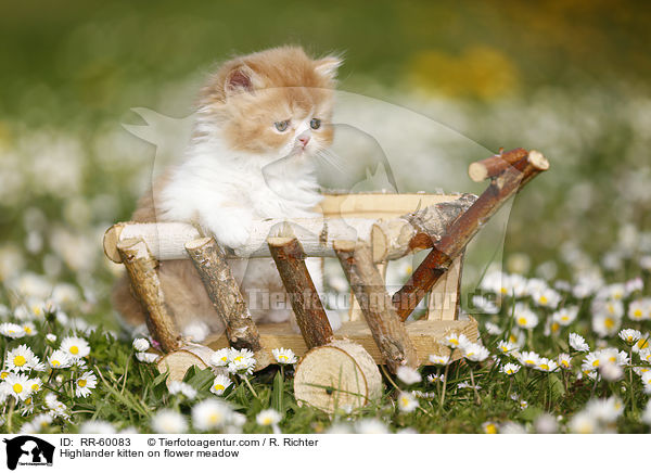 Highlander kitten on flower meadow / RR-60083