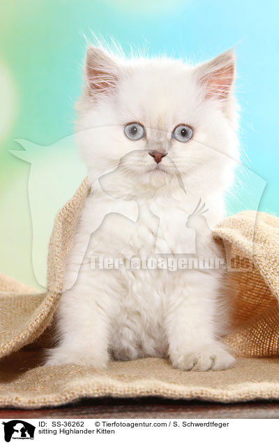 sitting Highlander Kitten / SS-36262