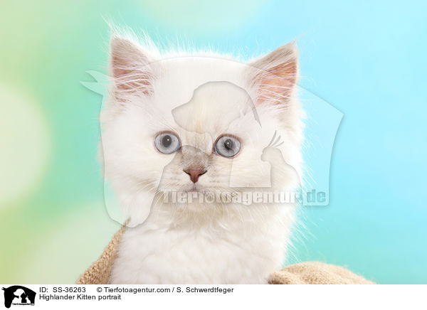 Highlander Kitten portrait / SS-36263