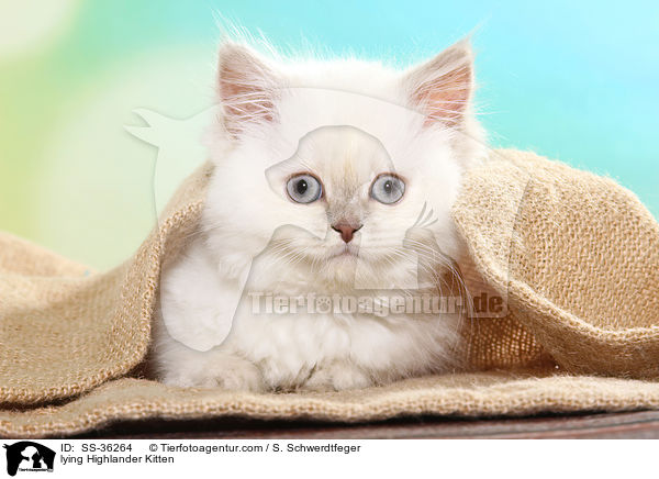 lying Highlander Kitten / SS-36264