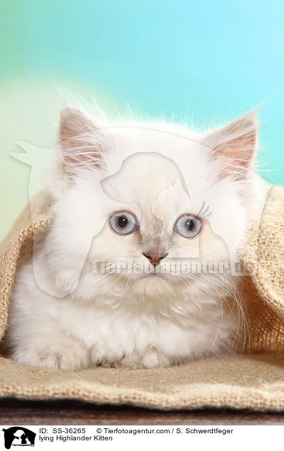 lying Highlander Kitten / SS-36265