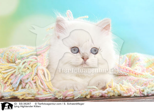 lying Highlander Kitten / SS-36267