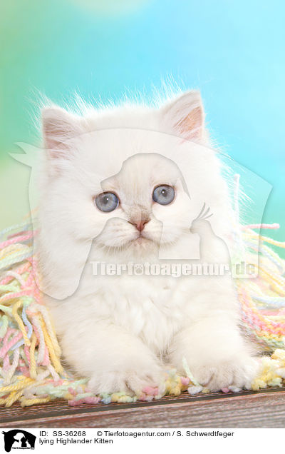 lying Highlander Kitten / SS-36268