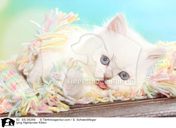 lying Highlander Kitten / SS-36269