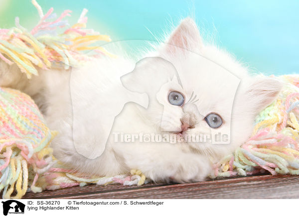 lying Highlander Kitten / SS-36270
