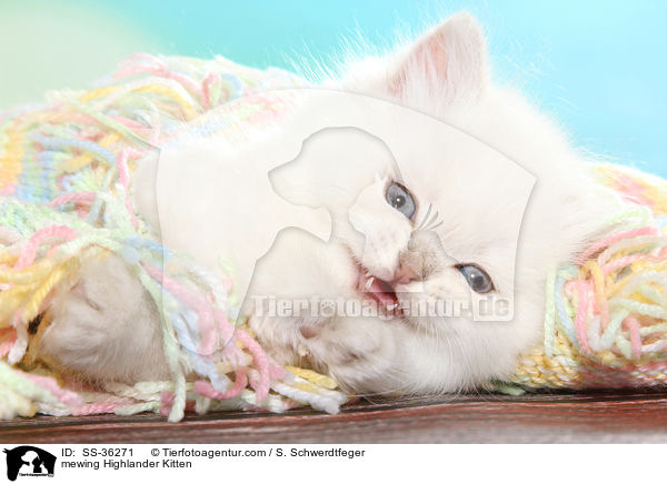 mewing Highlander Kitten / SS-36271