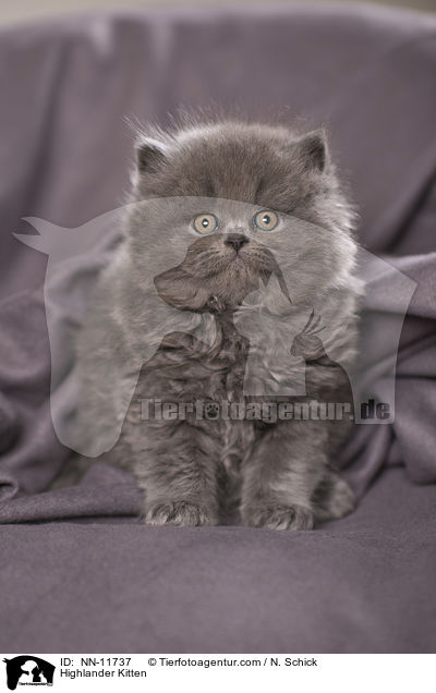 Highlander Kitten / NN-11737