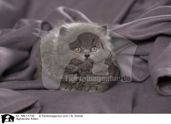 Highlander Kitten / NN-11738