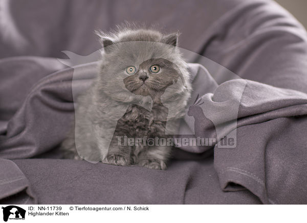 Highlander Kitten / NN-11739