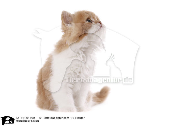 Highlander Kitten / RR-61190
