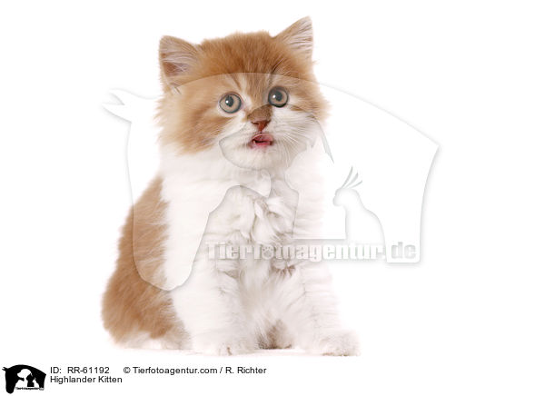 Highlander Kitten / RR-61192