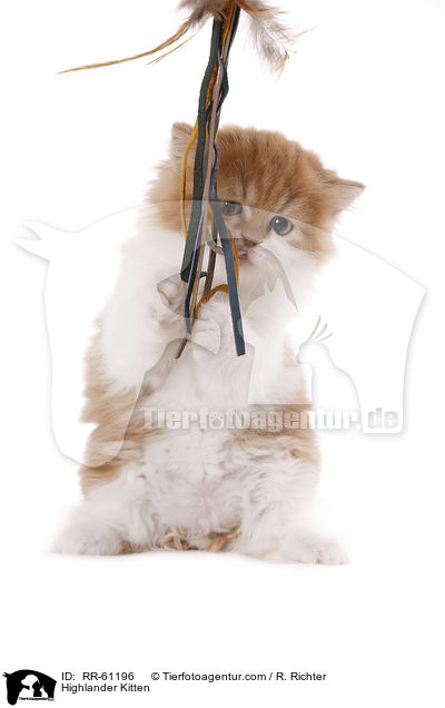 Highlander Kitten / RR-61196