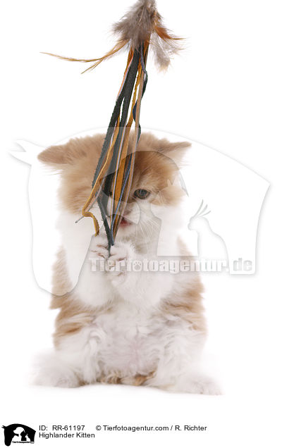 Highlander Kitten / RR-61197