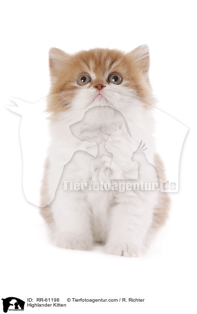 Highlander Kitten / RR-61198