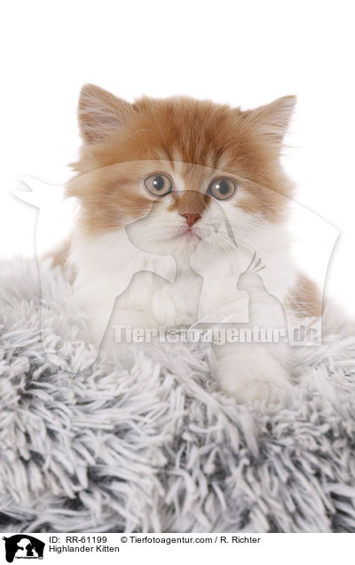 Highlander Kitten / RR-61199