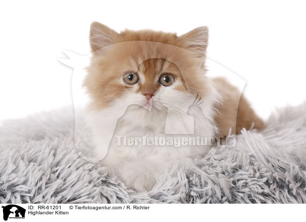 Highlander Kitten / RR-61201