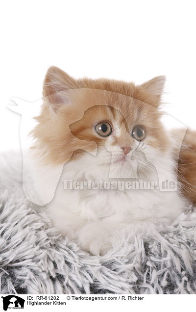 Highlander Kitten / RR-61202